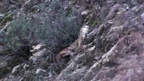 Mountain Goat Tossing Snow Leopard Falls Down From Cliff To Escape - Even The Mighty Can Falter-2