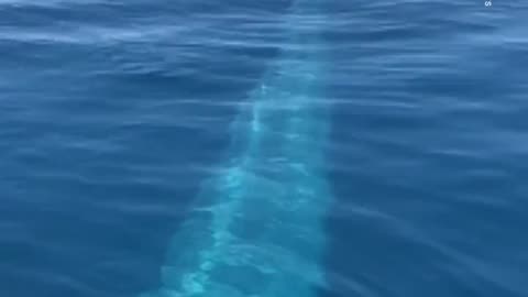 MASSIVE Whale surprises viewers 🤯