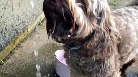 Cute little dog is very thirsty