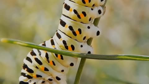 Caterpillar eating Grass