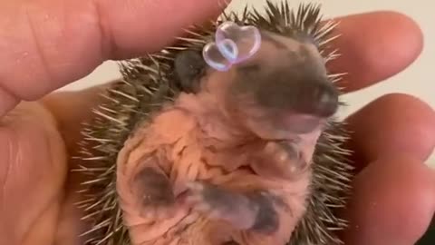 small tiny hedgehog