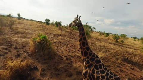 African Wildlife with an FPV drone