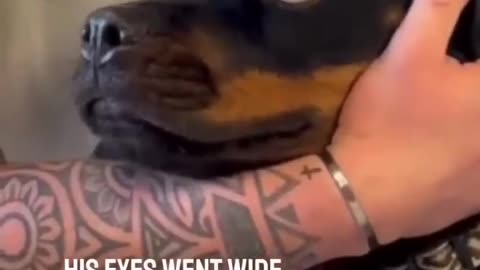 This Dog's reaction is priceless very funny moment/animals life /wild life /Dogs /funnY Dogs