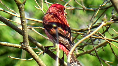 Purple Finch