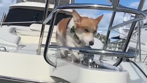 Everyone applaud Cooper pls #corgi #dogsoftiktok #puppy #boat