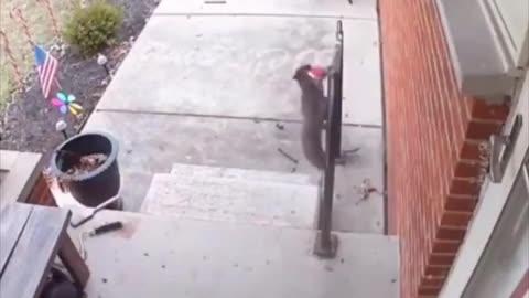 Squirrel leaves the home owner a cookie 😍