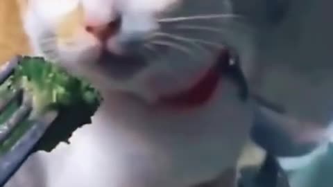 Cat hates broccoli