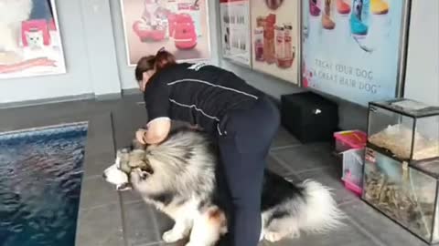 Dog taking a bath