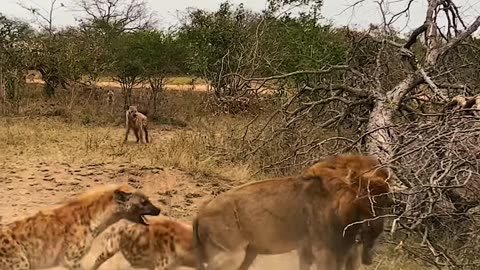 wild animals Loin attacking Hyena