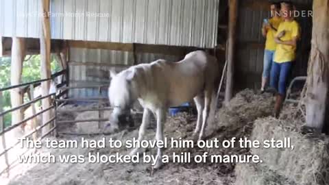 Rescue Horse With 30-Pound Hooves Can Walk Again | Insider