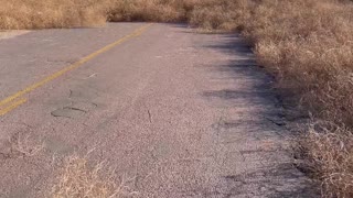 Tumbleweed Migration Takes Over Eastern Colorado