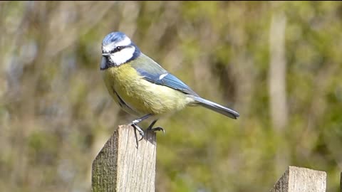 Blue tit bird