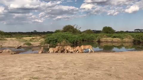 Pride of lions vs Buffalo