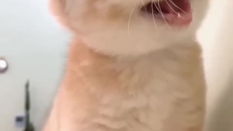 Cute kitty #funnyvideo #cute #kittens #pets #kittens #tiktok