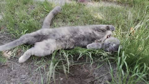 A silver cat happily wallowing in the grass