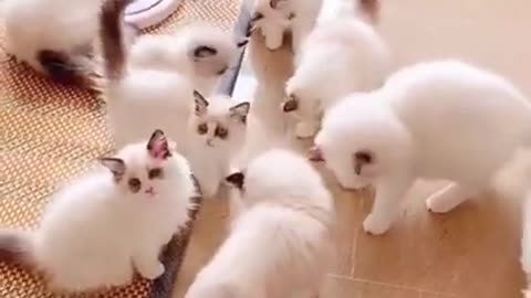Baby Cats!😍 Cute and Funny Cat Videos