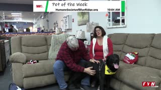 PET OF THE WEEK - Meet Bailey - HumaneSocietyofBlueRidge.org