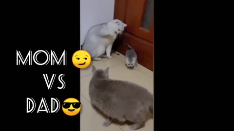 Mom cat and dad cat fight over beating the kitten