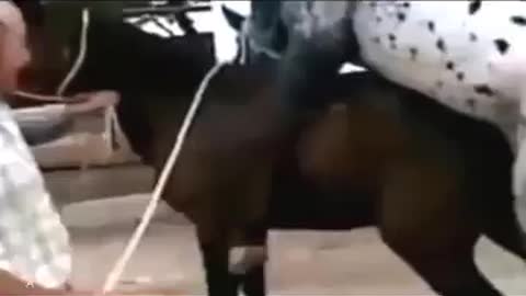 Horse Mating