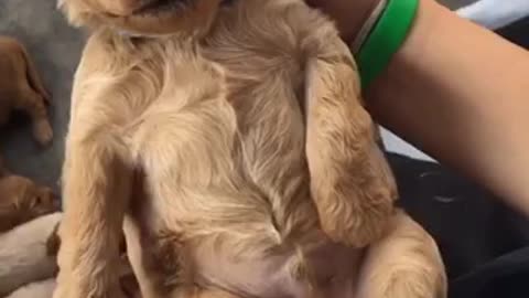 Newborn Baby Puppy