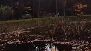 The beautiful Sky and It's Reflections in the Pond