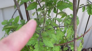 My Tomato Plant Over Wintered, And It Is Blooming Again!