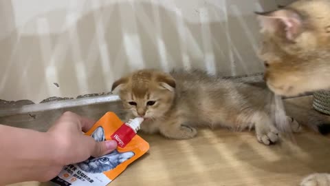 Waking Up Cats With Food!