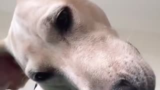 Dog Calling Owner Tiktok