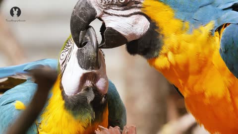 Parrots give each other kisses /Warm smooch's parrots /теплый поцелуи попугаи