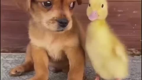 Animal funny clips