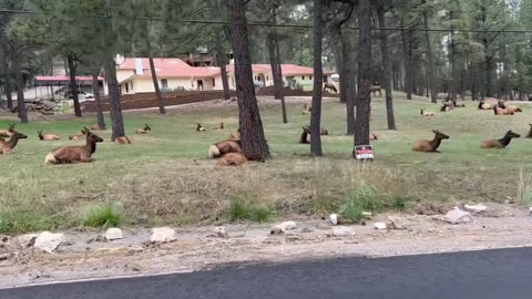 Herd of Elk Takes Over Neighborhood Yard
