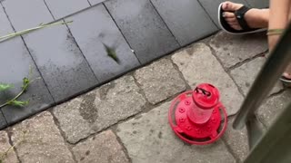 Seemingly Lifeless Hummingbird Rescued from Rain