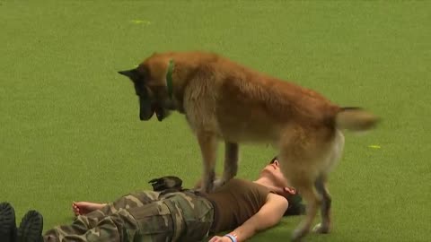 Amazing Dog Performs CPR , Squats and press Ups in Heelwork to music Routine |