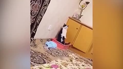 Funny Animal Videos 2023 😂 - Funniest Cats And Dogs Video 😺😍