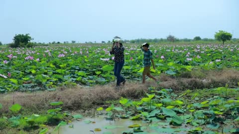 Harvest Lotus root and pick fruit for cooking