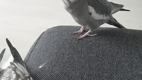 Jealous cockatiel waiting in line to get scritches