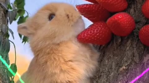 Funny and cute rabbit eating