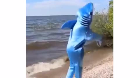 The Dancing Shark