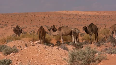 Video Of Dromedary Animals