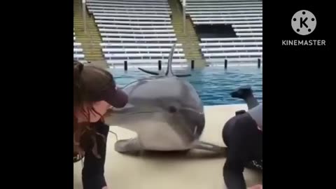 Funny Naughty Dolphin are kissing