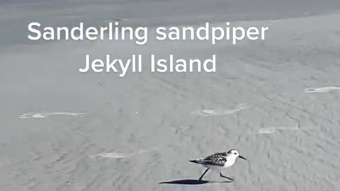 Sanderling sandpiperJekyll Island