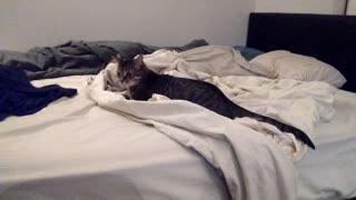 Cute Cat Vs. Bedsheet