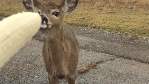 Deer Walks Up to Car Window To Eat Banana! #Animals #Shorts