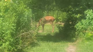Deer Buck 7-25-23
