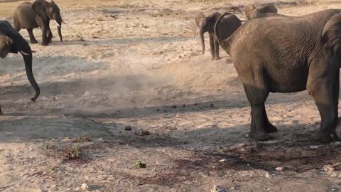 Live elephant birth