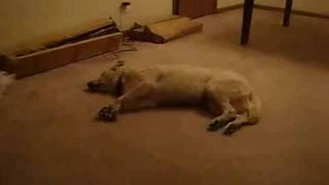 Dog sleeping - try not to laugh