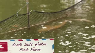 Fish Farm in Krabi, Thailand