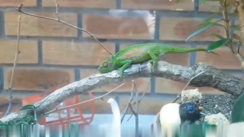 Chameleon Give Birth Baby