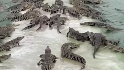 Farmer feeds crate of fresh meat to over 10,000 crocodiles