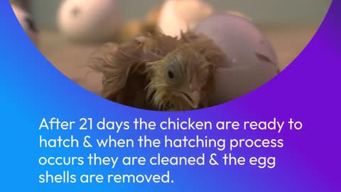 What Is A Chicken Hatchery | Sin Long Heng